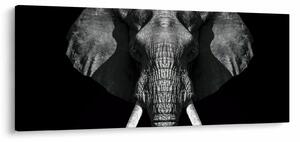 Kép - Elefánt fekete háttérrel (120x50 cm)