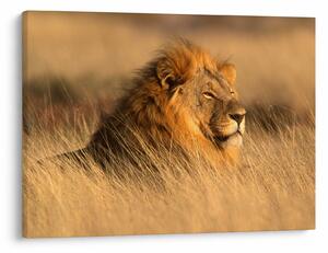 Kép - Etosha Nemzeti Park (70x50 cm)