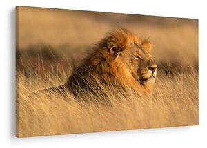 Kép - Etosha Nemzeti Park (90x60 cm)