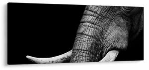 Kép - Elefánt agyar (120x50 cm)