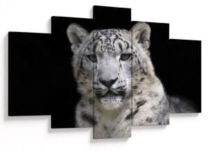Kép - Snow Leopard (150x105 cm)