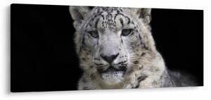 Kép - Snow Leopard (120x50 cm)
