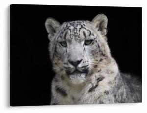 Kép - Snow Leopard (70x50 cm)