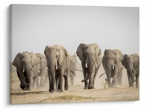 Kép - Elefántcsorda (70x50 cm)