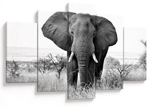 Kép - Afrikai elefánt II. (150x105 cm)