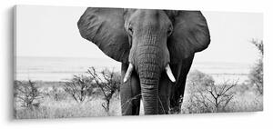 Kép - Afrikai elefánt II. (120x50 cm)