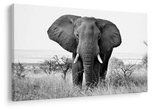 Kép - Afrikai elefánt II. (90x60 cm)