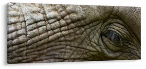 Kép - Közelkép az öreg elefánt szeméről (120x50 cm)