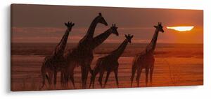 Kép - Zsiráfok az afrikai szavannán (120x50 cm)
