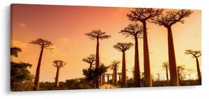 Kép - Naplemente a Baobab Alley-ben (120x50 cm)