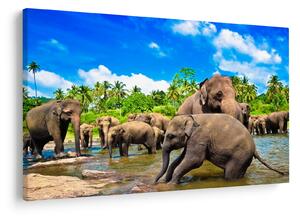 Kép - Elefántok, Sri Lanka (90x60 cm)