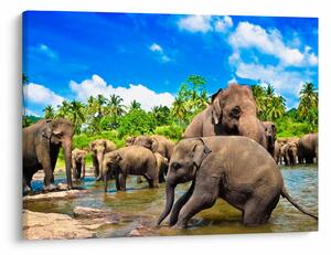 Kép - Elefántok, Sri Lanka (70x50 cm)