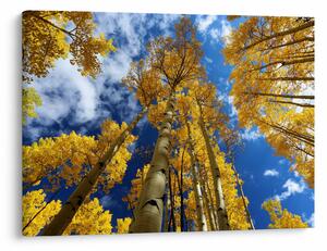 Kép - Aspen (70x50 cm)
