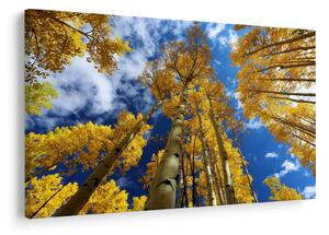 Kép - Aspen (90x60 cm)