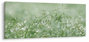 Kép - Reggeli harmat a fűszálakon (120x50 cm)
