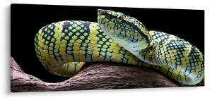 Kép - Wagler csörgőkígyó (120x50 cm)