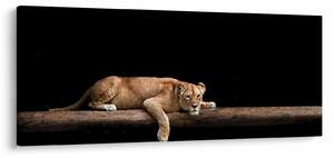 Kép - Lioness (120x50 cm)