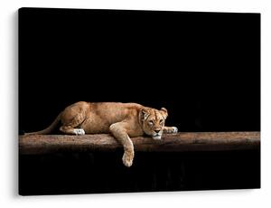 Kép - Lioness (70x50 cm)