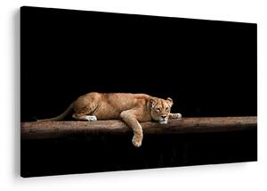 Kép - Lioness (90x60 cm)