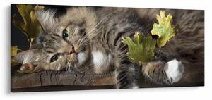 Kép - Hazudós macska (120x50 cm)
