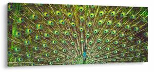 Kép - Páva (120x50 cm)