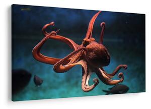 Kép - Octopus (90x60 cm)
