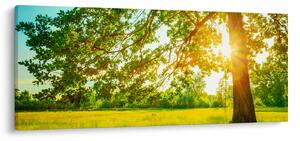 Kép - Sunny Forest (120x50 cm)