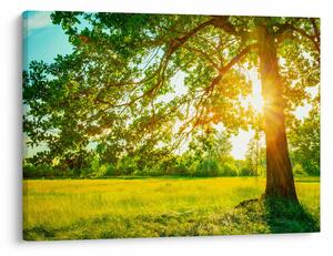 Kép - Sunny Forest (70x50 cm)