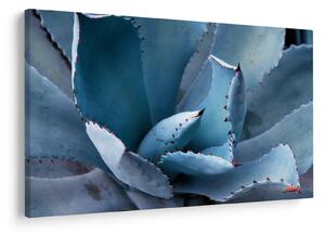 Kép - Agave (90x60 cm)