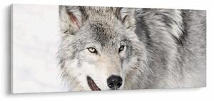 Kép - Farkas a természetben (120x50 cm)