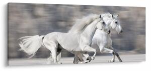 Kép - Fehér lovak télen (120x50 cm)