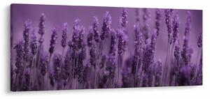 Kép - Levendula (120x50 cm)