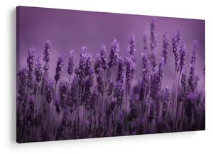Kép - Levendula (90x60 cm)
