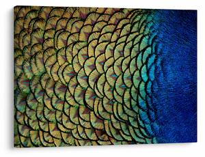 Kép - Pávatollak (70x50 cm)