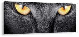 Kép - Közeli portré egy macskáról (120x50 cm)