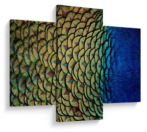 Kép - Pávatollak (90x60 cm)