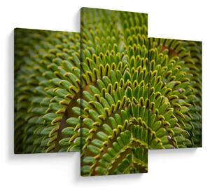 Kép - Fern (90x60 cm)