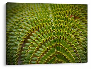 Kép - Fern (70x50 cm)