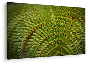 Kép - Fern (90x60 cm)