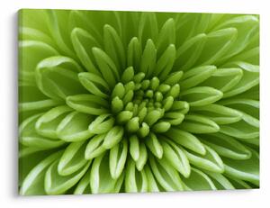Kép - Makro kép egy növényről (70x50 cm)