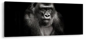 Kép - Gorilla (120x50 cm)