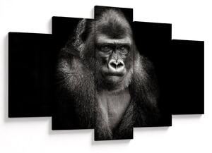Kép - Gorilla (150x105 cm)