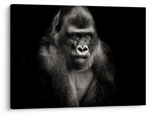 Kép - Gorilla (70x50 cm)