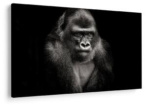Kép - Gorilla (90x60 cm)