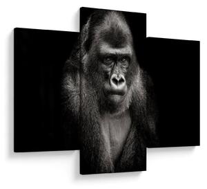 Kép - Gorilla (90x60 cm)