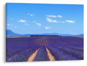 Kép - Levendula mező (70x50 cm)