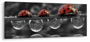 Kép - Napraforgó, fekete-fehér (120x50 cm)