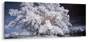 Kép - Hófehérke fa (120x50 cm)