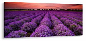 Kép - Levendula mező (120x50 cm)