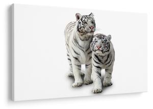 Kép - A fehér tigris (90x60 cm)